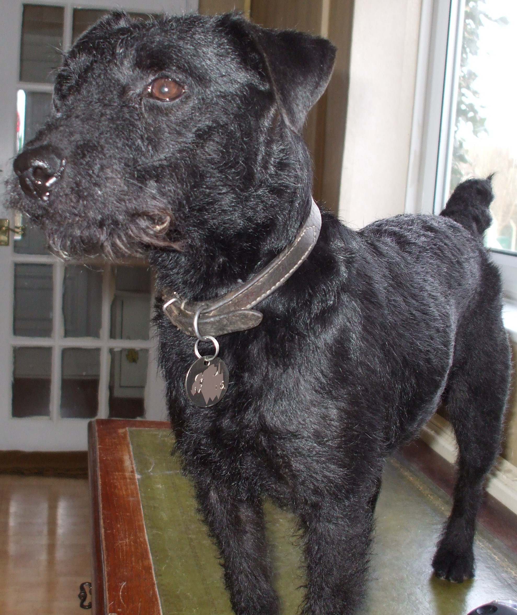 Patterdale terrier??! My first time hearing of this terrier, & WOW looks so much like Belle, but